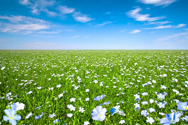 花　空
